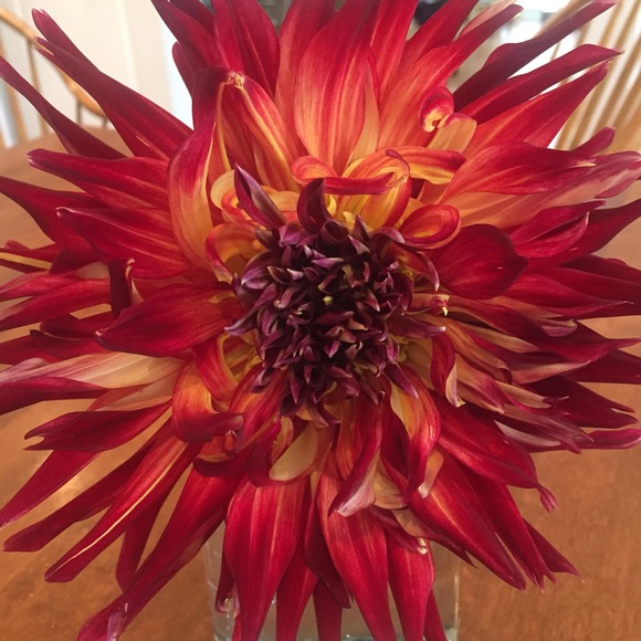 Meet your Posher, Jen - Picture 1 of 1